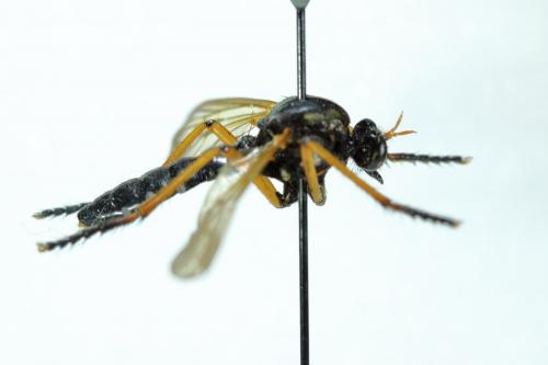 Molobratia teutonus